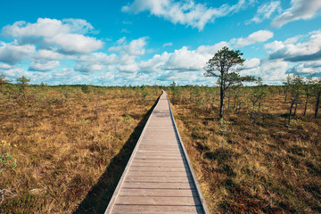 Fototapeta na wymiar The Landscape around Viru bog, Lahemaa National Park, Estonia