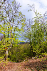 footpath through forest in spring. sunny weather. trees in vivid green leaves. 