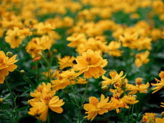 Yellow color, cosmos caudatus flowers or flower kenikir which blooms in the backyard garden and Bee