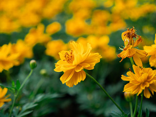 Fototapeta premium Yellow color, cosmos caudatus flowers or flower kenikir which blooms in the backyard garden and Bee