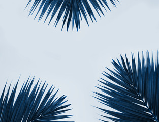 Palm tree leaves on blue background.