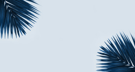 Palm tree leaves on blue background.