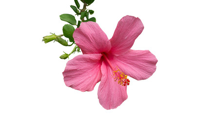 Pink hibiscus flower isolated on white background.