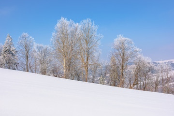 Obraz premium trees in hoarfrost on snow covered meadow. sunny forenoon of mountainous countryside. hazy atmosphere with blue sky. calm winter nature scenery. beautiful scenery