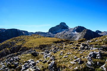 Obraz premium Hirschwiese