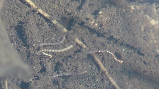 Tubifex is a cosmopolitan genus of tubificid annelids that inhabits the sediments of lakes, rivers, sewer lines. View macro aquatic insect in wildlife 