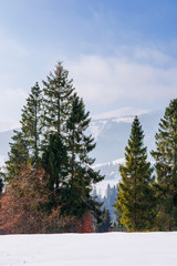 Fototapeta premium fir trees on the snow covered mountain meadow. beautiful winter landscape with the distant ridge. sunny weather with fluffy clouds on the sky. scenic open vista of transcarpathia