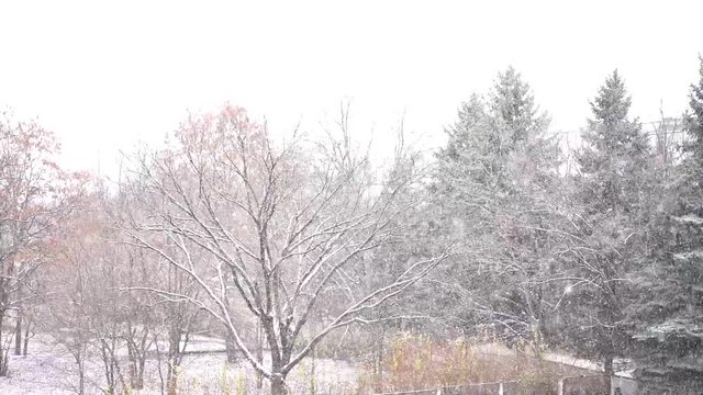 Snowfall on the background of trees