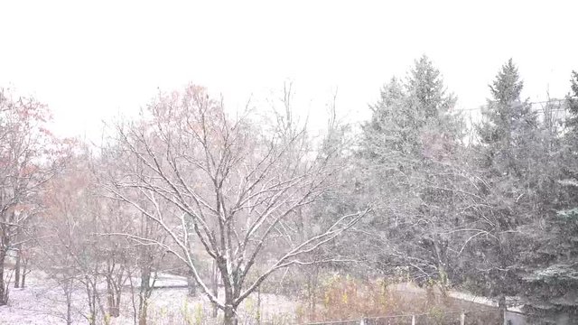Snowfall on the background of trees