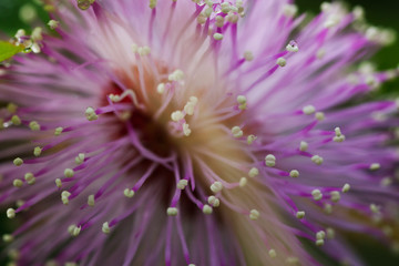 Fototapeta premium Mimosa pudica shy, bashful or shrinking; also called sensitive plant, sleepy plant, action plant,Dormilones, touch-me-not, shameplant, zombie plant, or shy plant.