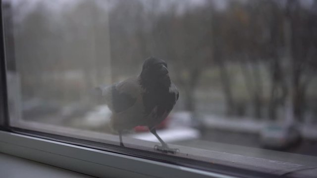 A crow outside the window eats