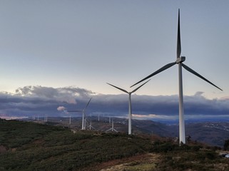 wind turbines in the field