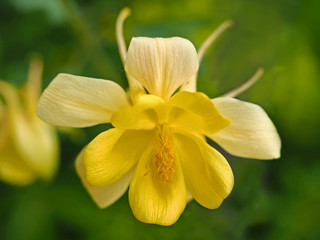 Closeup of a bright yellow Columbine flower (Aquilegia) in a spring garden