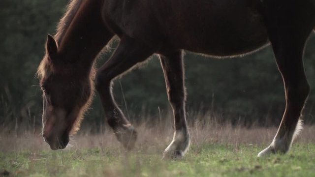 Brown horse walking gracefully and eating in slow motion