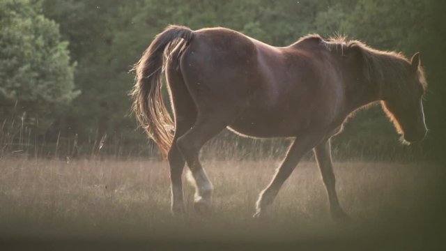 Brown horse walking gracefully in the sunset in slow motion