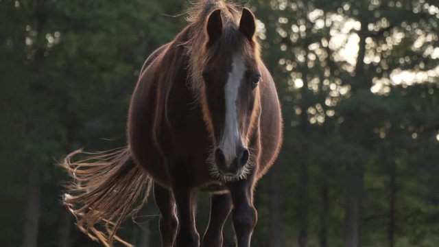Brown horse walking gracefully towards the camera in slow motion