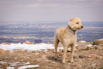 Traildog on Green Mountain Spring Hike #3