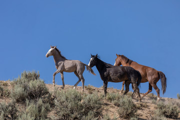 Wild Horses in Summer in Sand Wash Basin Colorado