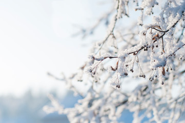 white snowflakes on a tree branch on a bright Sunny day