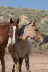 Obraz premium Wild Horses in Summer in Sand Wash Basin Colorado