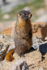 Marmot on Mt Evans