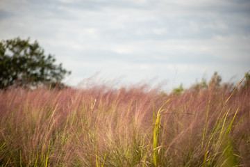 Field of pink muhly grass below a vibrant blue sky with many clouds