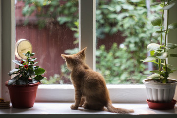 Red fluffy kitten sits on the windowsil
