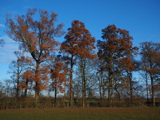 Trees with bronze coloured winter foliage in a park in North Yorkshire, England, with a blue sky background