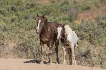 Fototapeta premium Wild Horses in Summer in Sand Wash Basin Colorado