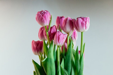 Cute big pink tulip flowers. Close up image of peony tulips on white background. Soft selective focus. Holiday, gift concept. Flowers for greeting card or other design