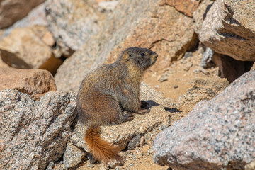 Marmot on Mt Evans