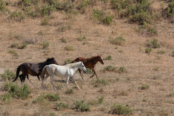 Wild Horses in Summer in Sand Wash Basin Colorado