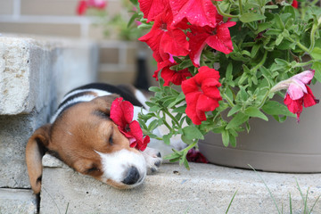 puppy with flowers