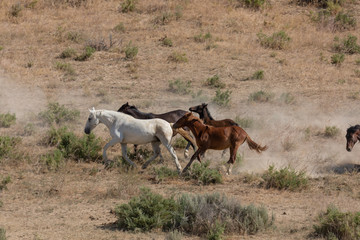 Naklejka na ściany i meble Wild Horses in Summer in Sand Wash Basin Colorado
