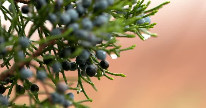juniper berries dripping with melted ice