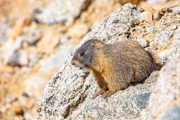 Marmot on Mt Evans
