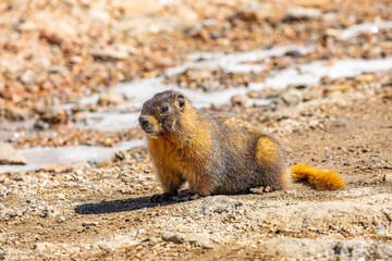 Marmot on Mt Evans