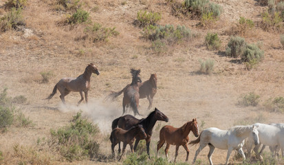 Wild Horses in Summer in Sand Wash Basin Colorado