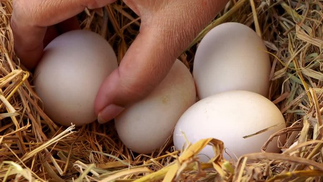 closed up video shot of hand picking duck eggs from straw nest. real country life