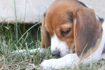 beagle in the grass