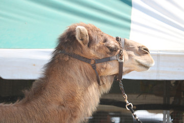 camel