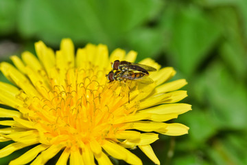 Two small Hoverflies mating on a yellow Dandelion flower with weeds growing in the background. Image taken in Houston, Texas during Springtime.