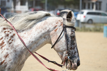 appaloosa horse