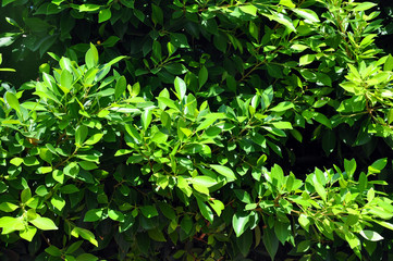 Ficus Benjamin. Background with green leaves of ficus.