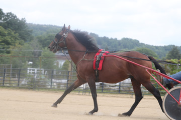 horse pulling sulky