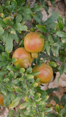 Apfel
