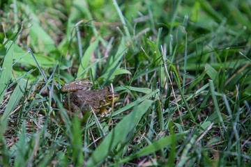 Frog in grass