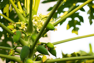 Papaya tree with green fruits. Papaya tree and bunch of fruits .