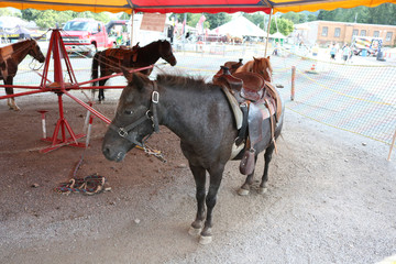 pony rides