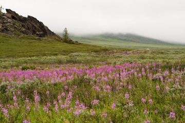 Fototapeta premium Flowery landscape in the Urals near Vorkuta.